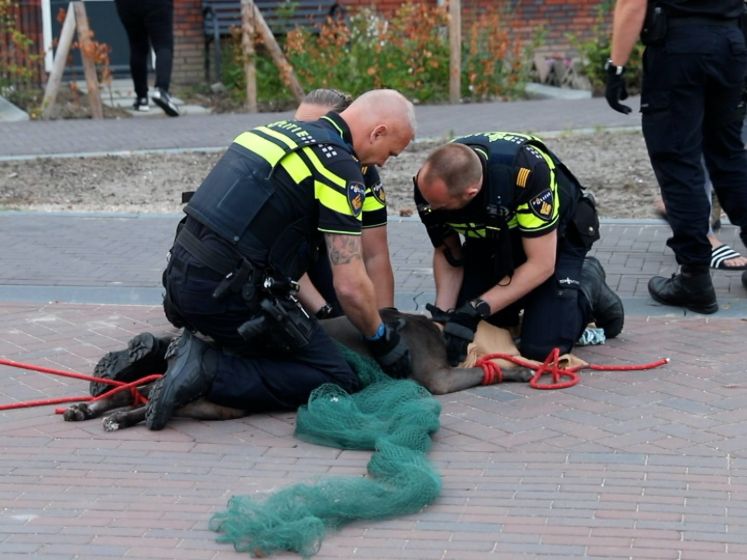 Agressieve hond bijt twee mensen en andere hond, ook eigenaar komt er niet ongeschonden vanaf