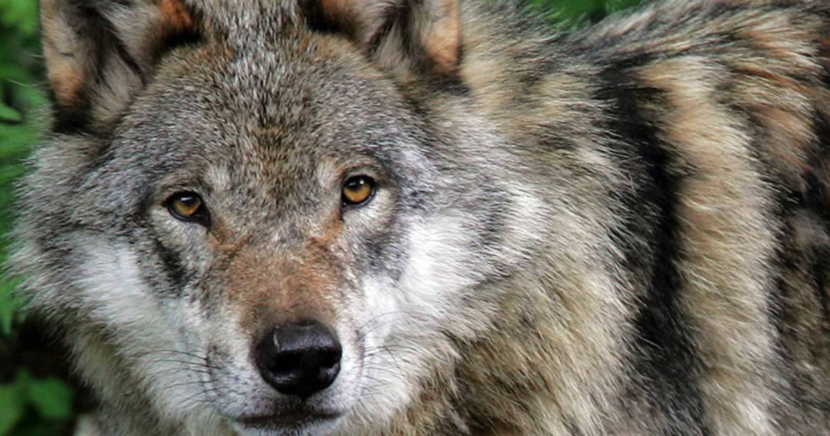 Ootmarsum weet het (bijna) zeker: de wolf is hier!