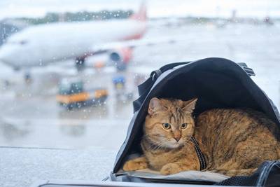 “Cat-astrophic mistake”: reiziger plaatst kat per ongeluk onder luchthavenscanner