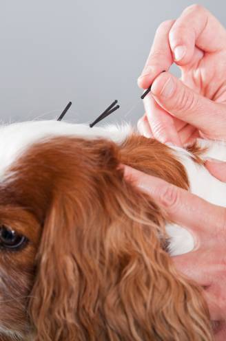 Probeerde jij al acupunctuur of bachbloesems voor je hond? Dit zijn de meest voorkomende alternatieve therapieën voor huisdieren