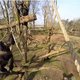 Deze chimpansees willen geen drone op hun terrein