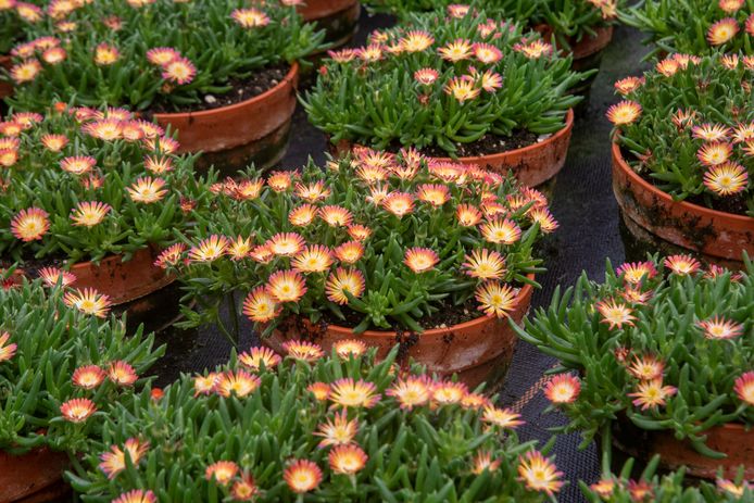 De Delosperma of Ijsbloem kan makkelijk weken zonder water en wordt gekweekt in Lochristi.