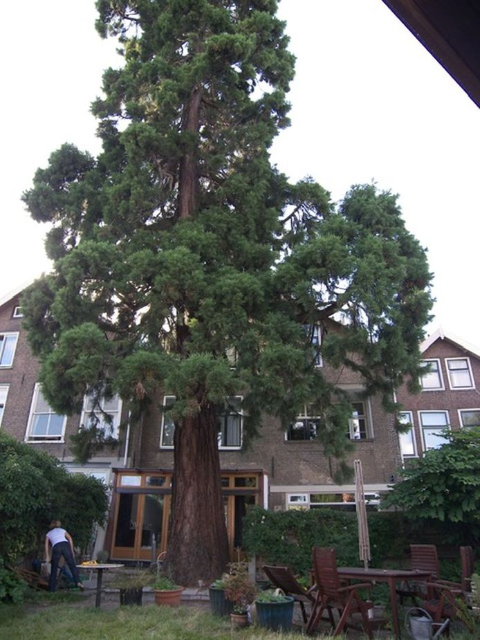 De Sequoia in de tuin van Kromhout 160 in Dordrecht in 2014.