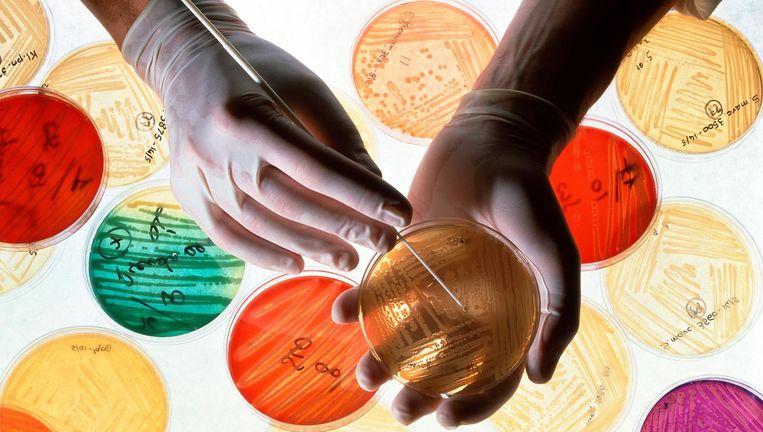 Onderzoek naar nieuwe antibiotica. Beeld Science Photo Library