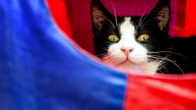 Kattenkwaad: kat in Middenbeemster 'sticht' brand door oven per ongeluk aan te zetten