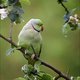 Deze schattige parkiet is het gevolg van "McDonaldisering" van de natuur
