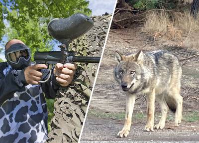 ‘Tamme wolf’ op Hoge Veluwe mag beschoten worden met paintballgeweer, ‘als dat niet helpt: pepperspr