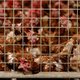 Gevaarlijke vogelgriep in Sint-Oedenrode: 130 duizend kippen afgemaakt