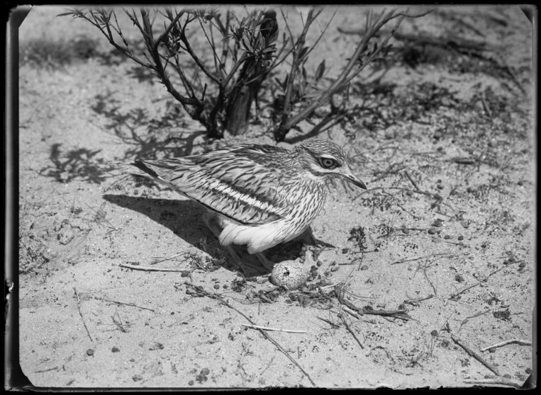 Griel met onzichtbaar jong en aangepikt ei bij nest in de duinen, Zandvoort (1909). Beeld Richard Tepe / Nederlands Fotomuseum