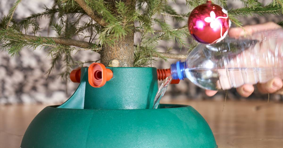 Deskundigen Prikken De Mythe Door Kerstboom Water Geven Is Zinloos Groningen Ad Nl