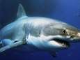 "Witte haai is geen bedreigde soort meer"