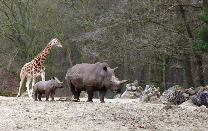 Neushoorns en een giraffe in Burgers' Zoo.