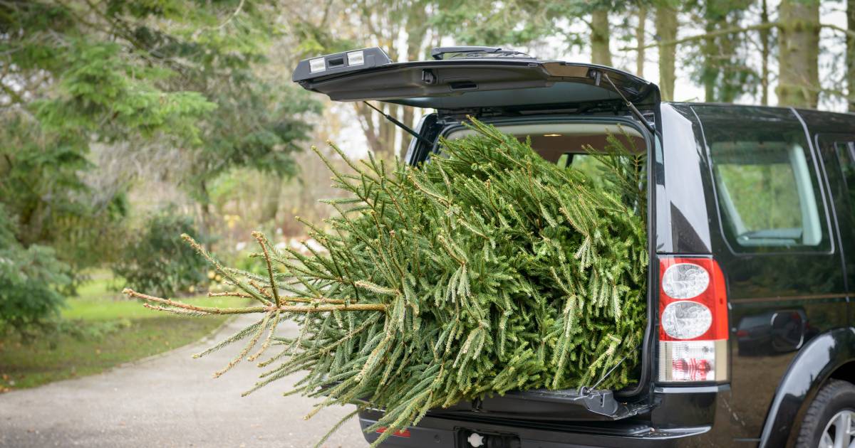 Wird Ihnen ein Bußgeld auferlegt, wenn Sie den Weihnachtsbaum mit offener Heckklappe transportieren?  |  Auto