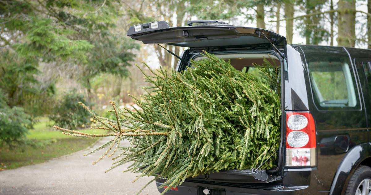 Will you be fined if you transport the Christmas tree with the tailgate open?  |  machine