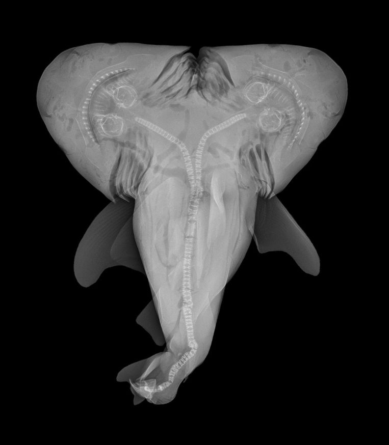 Een röntgenfoto van de jonge stierhaai. Beeld Michigan State University