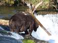 'Fat Bear Week': moddervette bruine beer is nu al de ongekroonde koning van nationaal park in Alaska
