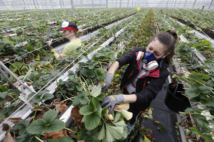 Poolse vrouwen aan het werk in een aardbeienkas.