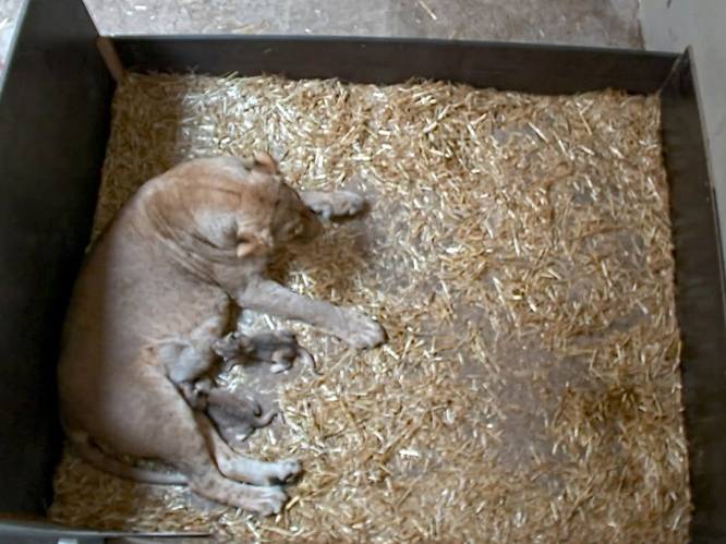 Leeuwin eet plots haar twee pasgeboren welpjes op in Duitse zoo