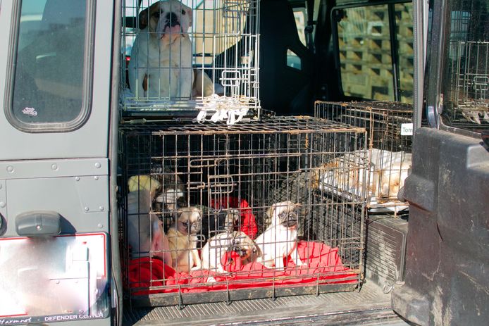 Enkele honden worden naar een opvangcentrum gebracht.