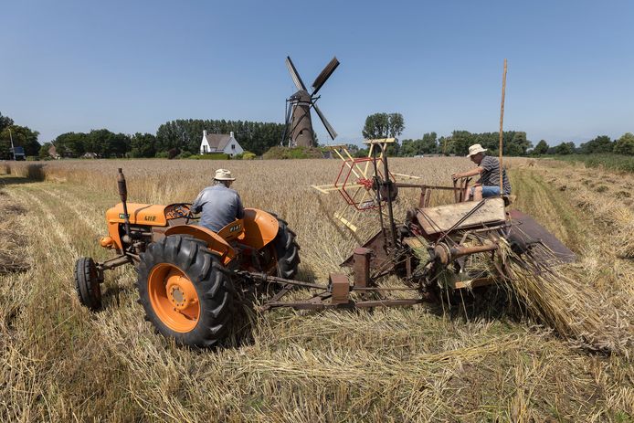 Bij de molen De Roosdonck in Nuenen  is winterrogge ingezaaid die  wordt geoogst. Leo van de Sande op de tractor en Bert van Gelder als bijrijder.