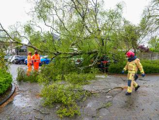 Veel schade door boom die omwaait en op twee geparkeerde auto's valt bij ziekenhuis in Geldrop