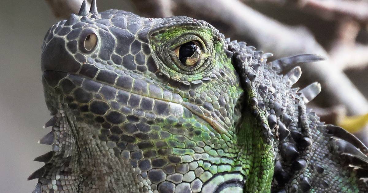 Attenzione alle iguane che cadono in Florida: “Quando scende la temperatura piovono lucertole” |  La scienza e il pianeta
