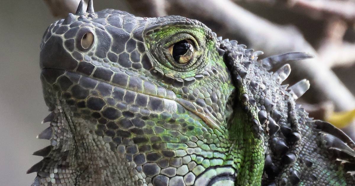 Beware of falling iguanas in Florida: “When the temperature drops, it rains lizards” |  Science and the planet