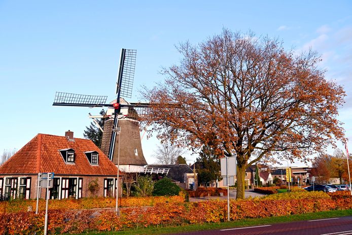 Voor de grote eik naast molen Den Oordt in Ommen is een kapvergunning aangevraagd.