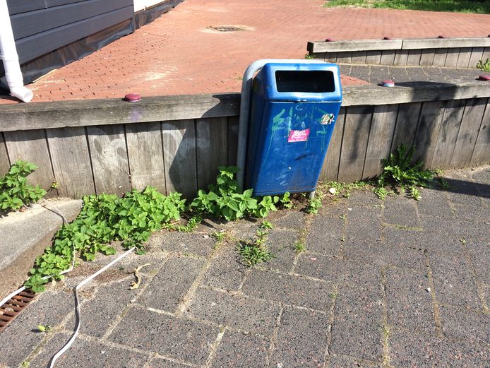 Onkruid in de gemeente Capelle aan den IJssel.