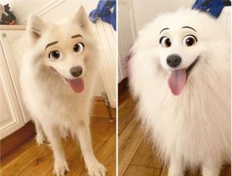 Nieuwe filter tovert je hond om tot een schattig Disney-figuur
