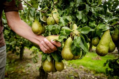 Peren van 26.000 euro. Boetes fruitteler Winssen blijven in stand