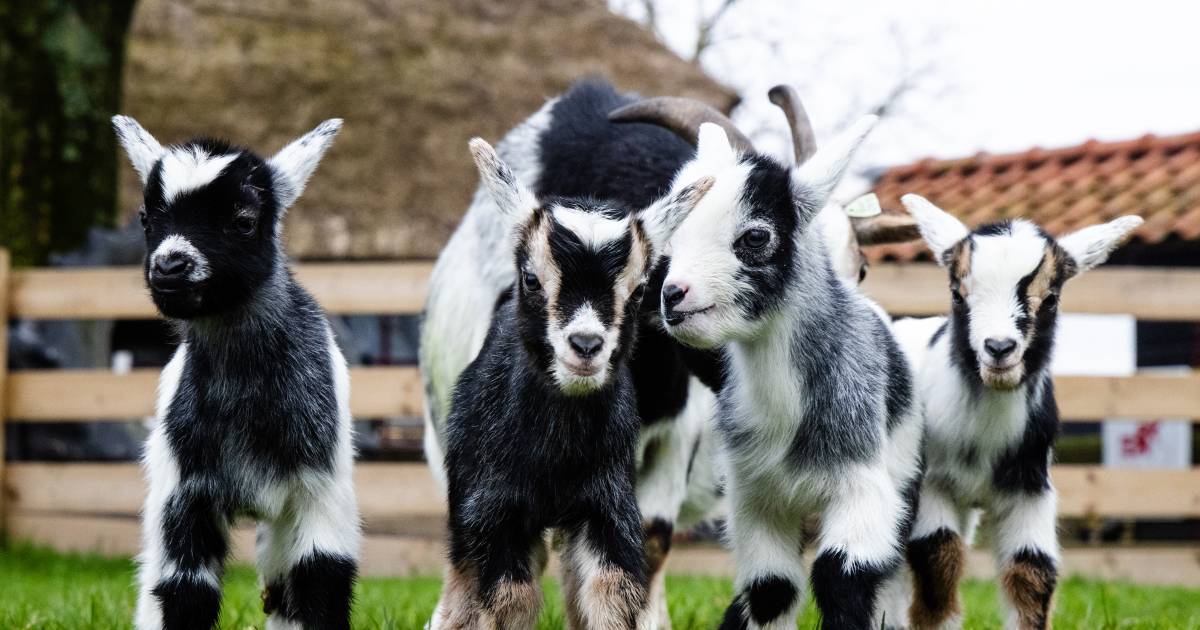 Begin van de lente wat weet jij van het seizoen? Binnenland AD.nl