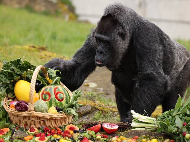 Oudste gorilla ter wereld getrakteerd op groente- en fruitmand voor 66ste verjaardag