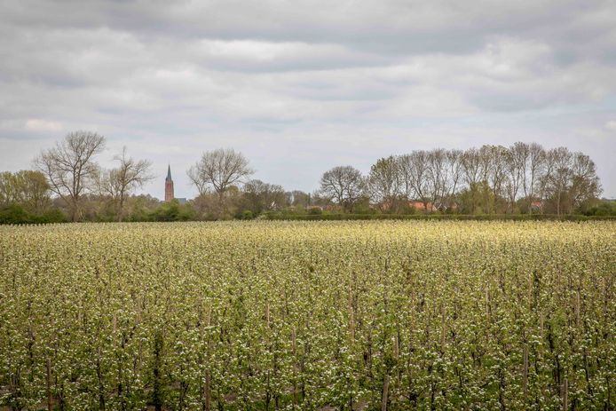 De fruitteelt is belangrijk in de Zak van Zuid-Beveland. Op de achtergrond Nisse.