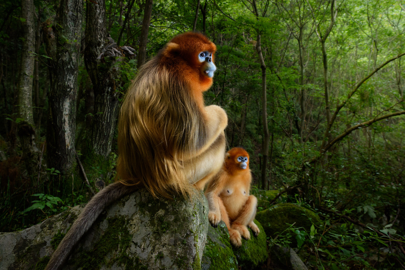 Een prijswinnende foto van Marsel van Oosten.