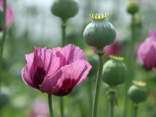 Op zoek naar samenspel in de tuin? Denk aan de opiumpapaver