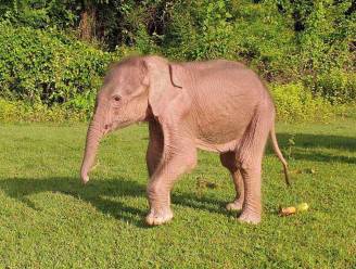 Zeldzame witte olifant geboren volgens staatsmedia Myanmar