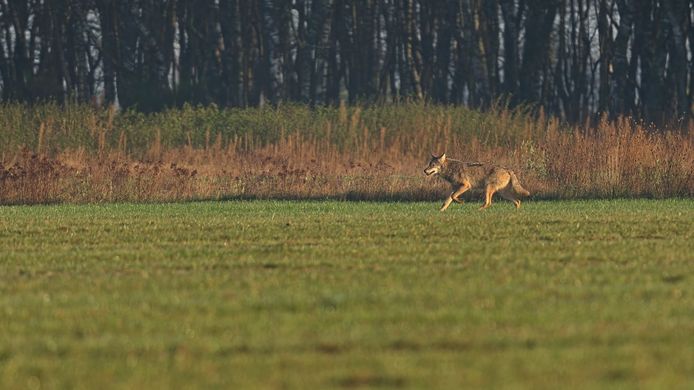 Wolven spotten in Limburg gaat op tal van manieren.