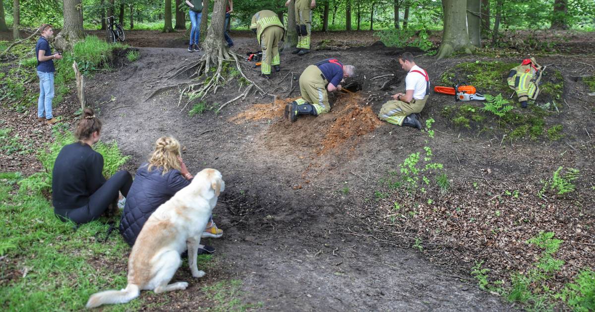 Even the fire brigade comes out: dachshund was trapped in a rabbit hole for hours |  Utrecht