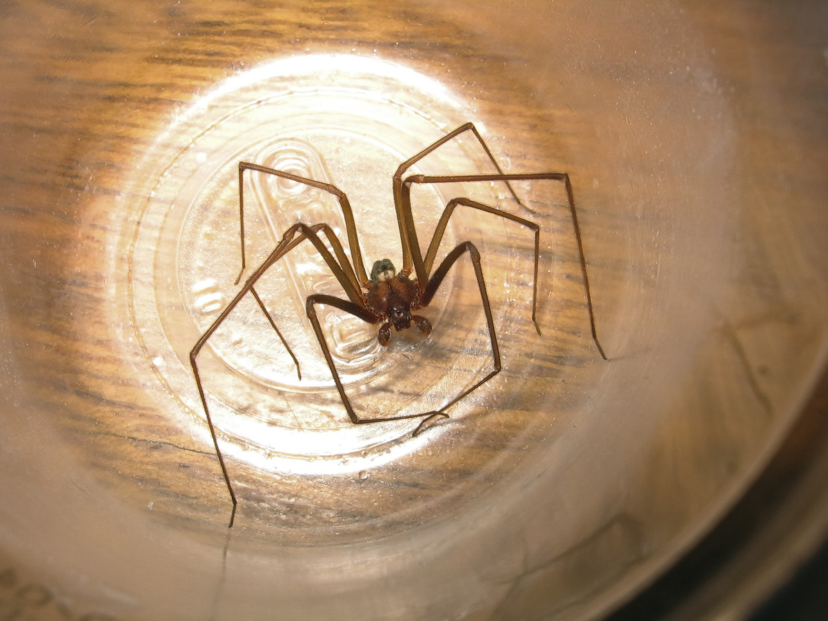 Pied nécrosé et perte de poids: l’araignée violoniste fait une nouvelle victime dans le sud de la France ?appId=21791a8992982cd8da851550a453bd7f&quality=0