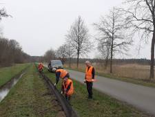 Voorsterweg belangrijkste locatie voor het oversteken van padden in Nederland: ‘meer dan 15 duizend taxiritjes’