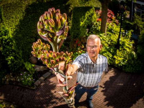 Deze plant bloeit bijna nooit in Nederland, maar wel bij Ben: ‘Duurt soms wel 80 jaar’