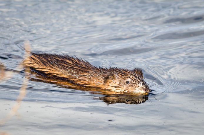 Muskusratten zijn onder een laagje ijs gemakkelijk te vangen ...