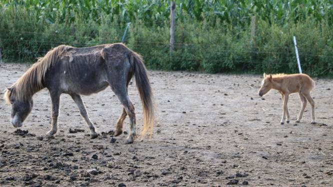 Schrijnende beelden van verwaarloosde pony's in Herdersem