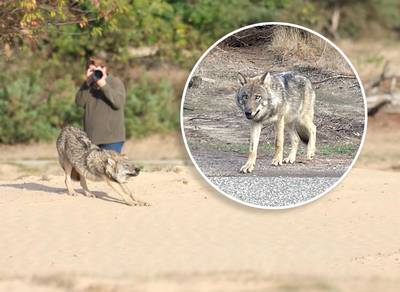 Provincie verrast door uitspraak rechter in strijd tegen tamme wolf op Veluwe: ‘Grote zorgen dat het