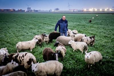 Toen Jan zijn akker op kwam, zag hij een gruwelijk tafereel: twee van zijn schapen waren door de wol