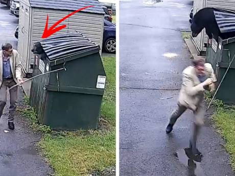 Un directeur d’école se retrouve nez à nez avec un ours coincé dans une poubelle