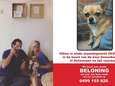 Chihuahua van Axel Daeseleire en Jess Donckers vermist