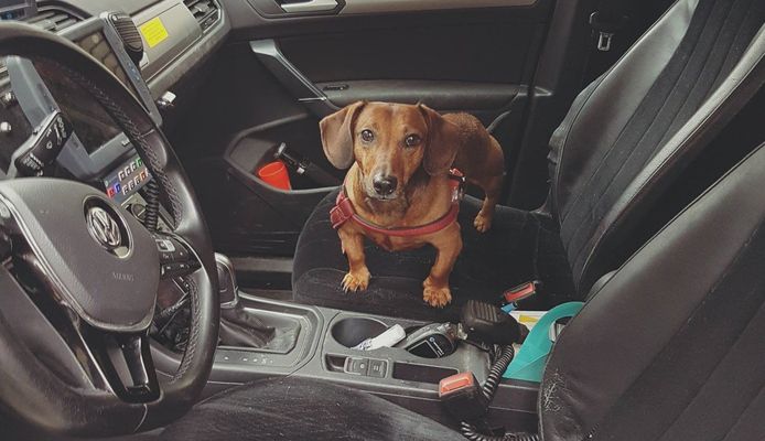 Het hondje is inmiddels bij de nabestaanden van de man.