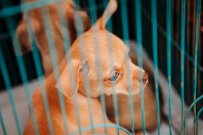 Een chihuahua (foto ter illustratie)